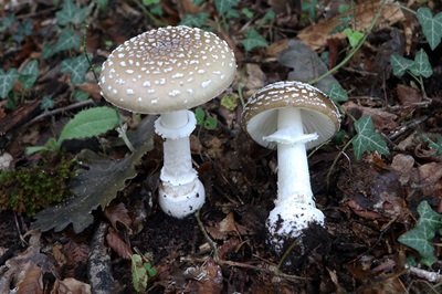 amanita-pantherina