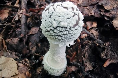 amanita-pantherina