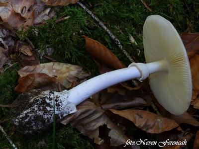 amanita-phalloides-var-alba1