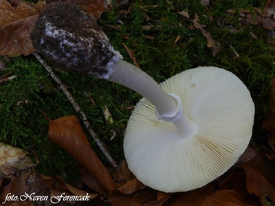 amanita-phalloides-var-alba2