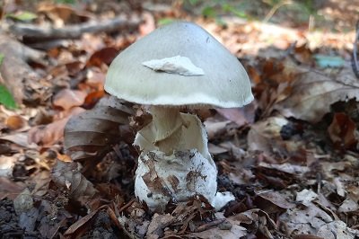 Amanita phalloides