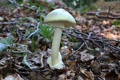 amanita-phalloides