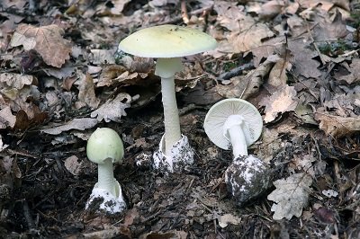 amanita-phalloides