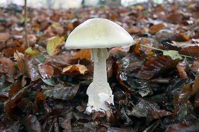 amanita-phalloides