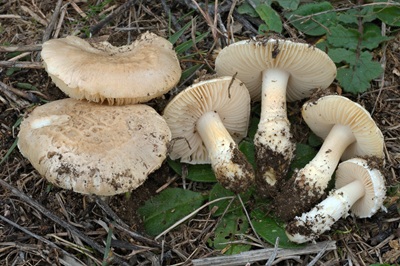 Amanita singeri