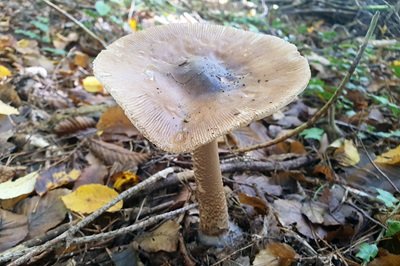 Amanita spadicea