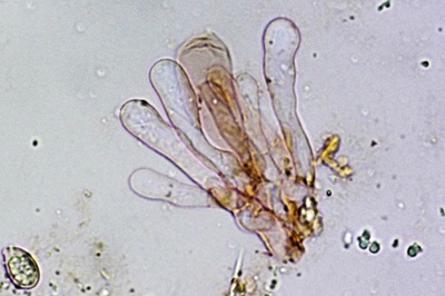 amanita-strobiliformis12