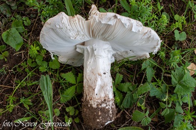 amanita-strobiliformis5