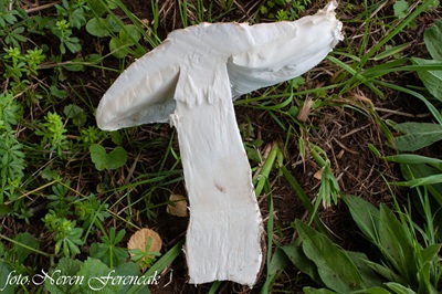 amanita-strobiliformis8