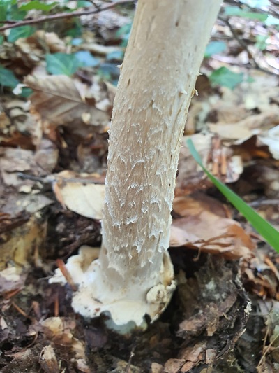 amanita-submembranacea3