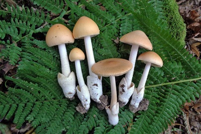Amanita subnudipes