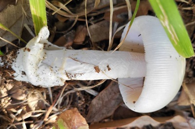 Amanita vaginata f. alba