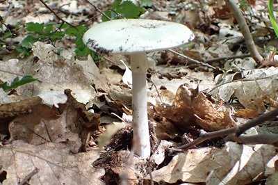 Amanita verna