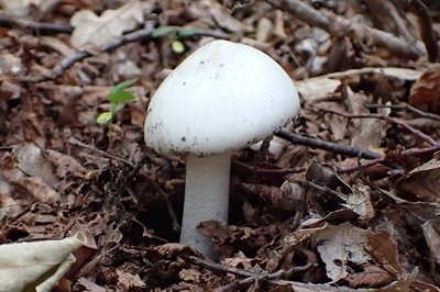 amanita-verna