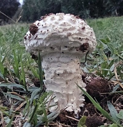 Amanita vittadinii