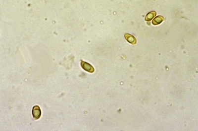 ampulloclitocybe-clavipes10