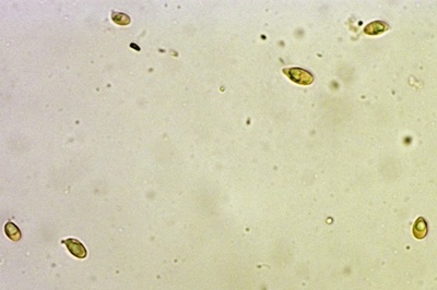 ampulloclitocybe-clavipes11
