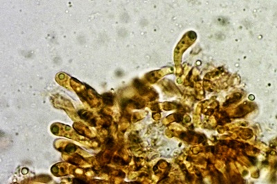 ampulloclitocybe-clavipes12