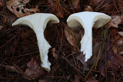 ampulloclitocybe-clavipes2