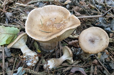 ampulloclitocybe-clavipes3