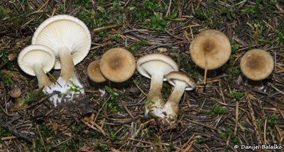 ampulloclitocybe-clavipes4