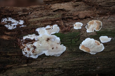 Anthoporia albobrunnea