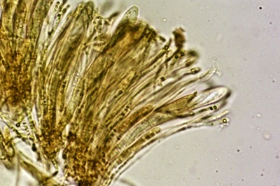 arachnopeziza-trabinelloides10