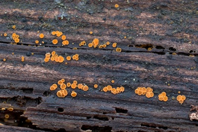 arachnopeziza-trabinelloides4