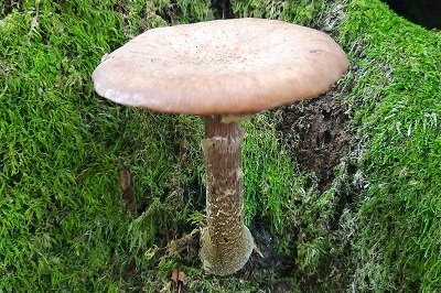 Armillaria borealis