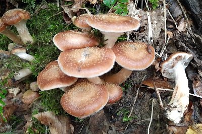 Armillaria cepistipes