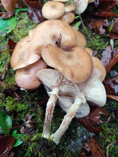 armillaria-cepistipes