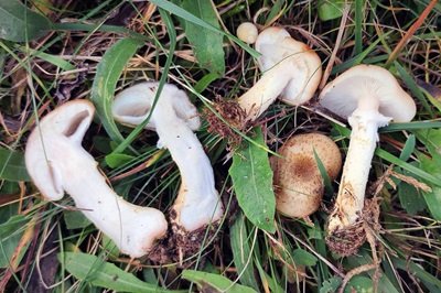 armillaria-gallica