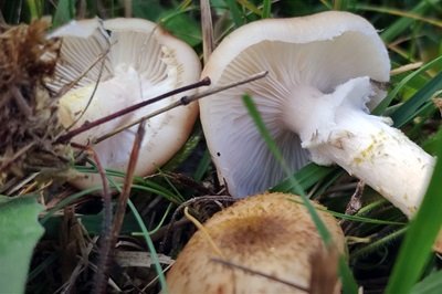 armillaria-gallica