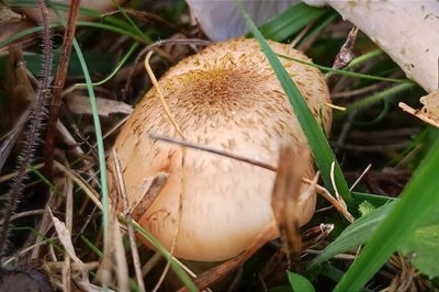 armillaria-gallica