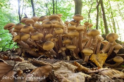 Armillaria mellea