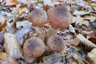 Armillaria ostoyae