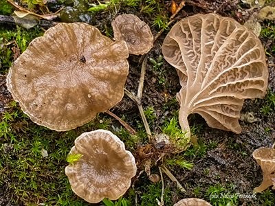 Arrhenia rickenii