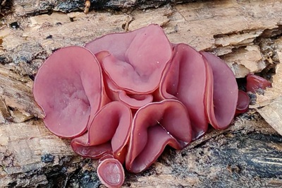 ascocoryne-sarcoides1