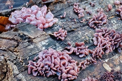 ascocoryne-sarcoides2