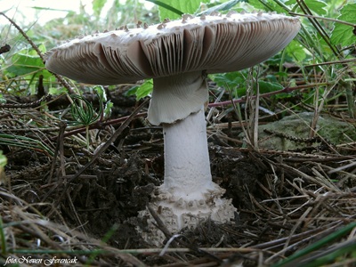 aspidella-solitaria1