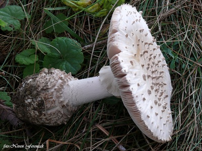 aspidella-solitaria2