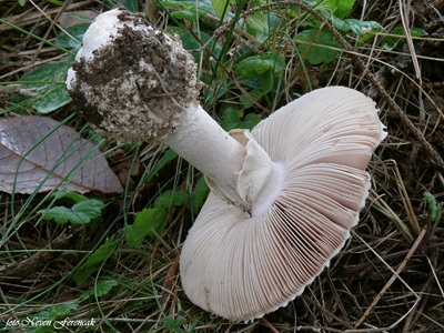 aspidella-solitaria3