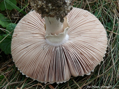 aspidella-solitaria4