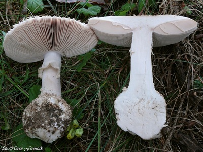 aspidella-solitaria5