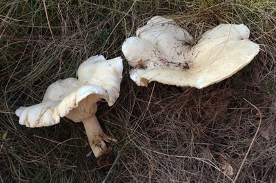 Aspropaxillus giganteus