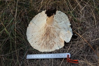 aspropaxillus-giganteus