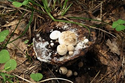 Asterophora lycoperdoides