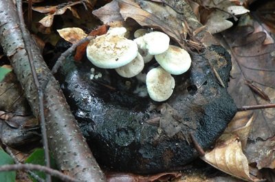 asterophora-lycoperdoides