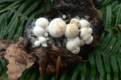 asterophora-lycoperdoides