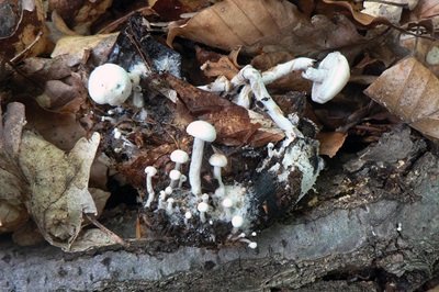 asterophora-lycoperdoides